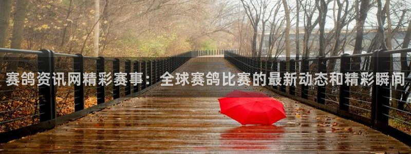 小九直播：赛鸽资讯网精彩赛事：全球赛鸽比赛的最新动态和精彩瞬间
